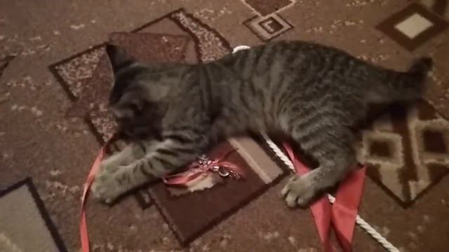 Наш котенок и супер музыка. смотреть онлайн