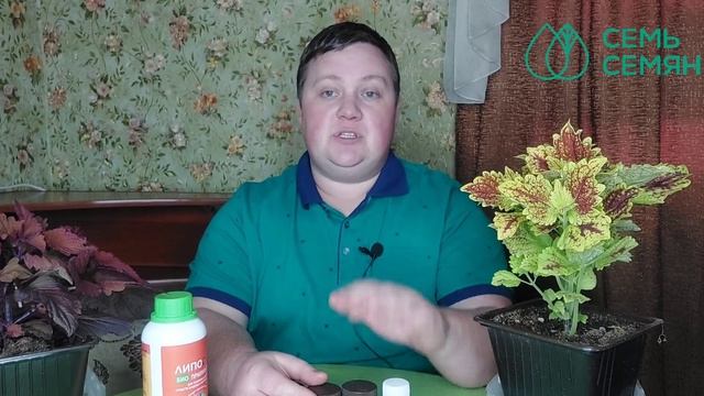 Паутинный клещ! Что делать? Борьба с вредителями.