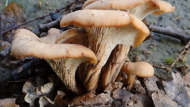 Lentinellus Cochleatus