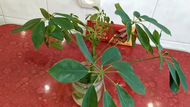 Размножение Шефлера древесная. смотреть онлайн