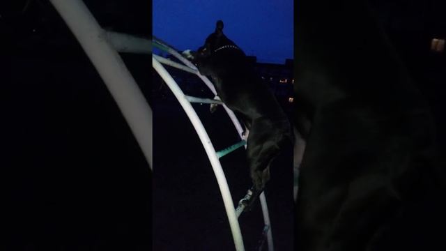 Питбуль умеет все что угодно ) смотреть онлайн