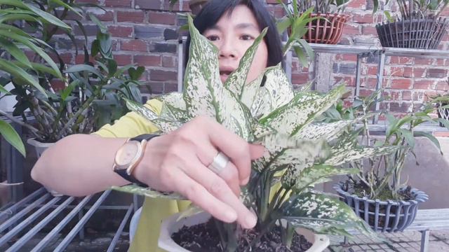 Cây Ngọc Ngân đem lại sự mai mắn cả tình và tiền смотреть онлайн