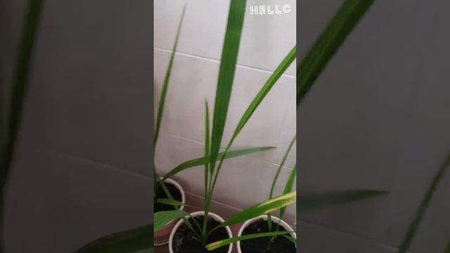 Финиковая пальма. Часть 2 смотреть онлайн