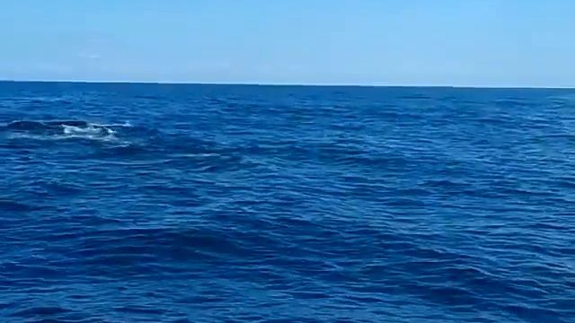 Огромный Кит Саманы (Доминикана) выныривает! смотреть онлайн