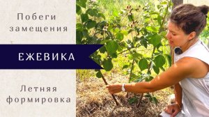 Что делать летом с побегами замещения у ежевики