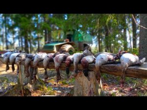 Охота на гуся весна 2022.Неделю живём с Батей на болоте.Это была славная охота(Часть2).mp4