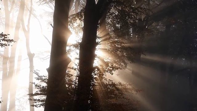 AMAZING EARTH Episode 3: Trees | SJ Media смотреть онлайн