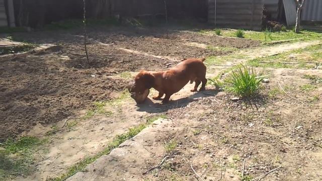 Такса играет.