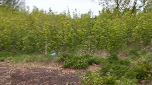 Купила дом в деревне и участок. всего 42 сотки. смотреть онлайн