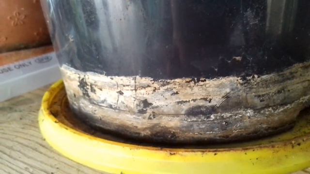 Зацвела малиновая азалия смотреть онлайн