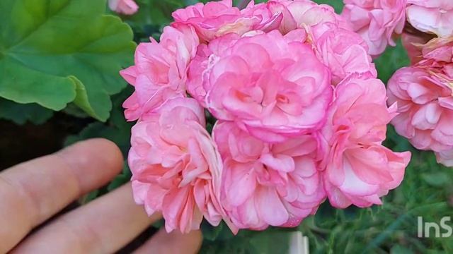 Пеларгония Astrid. Июльское цветение, нежный сорт