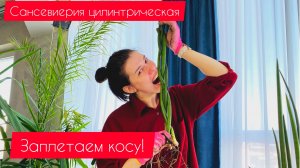 Сансевиерия цилиндрическая пересадка. Заплетаю косу. Уход. Мой опыт