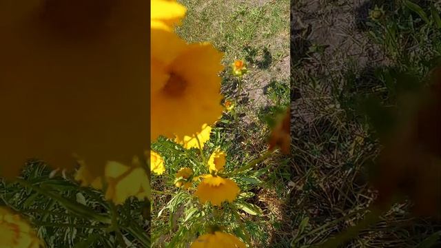 кореопсис желтый солнышко в саду смотреть онлайн