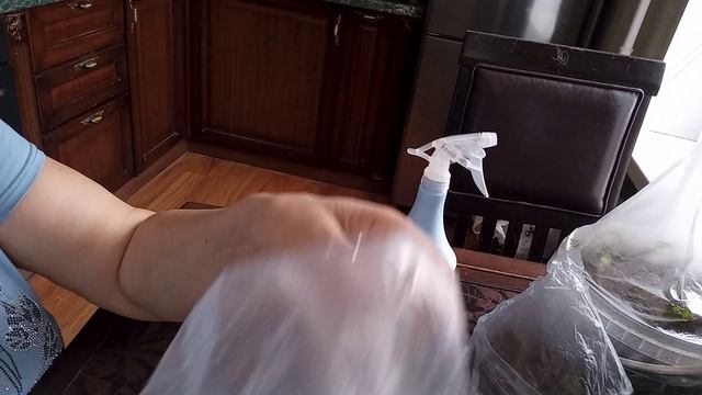 эксперимент с проращиванием черенков голубики, брусники и клюквы в условиях квартиры. смотреть онлайн