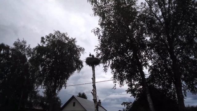 Аисты в Ленобласти (суйда) смотреть онлайн