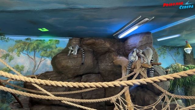 ЗУБАТКА ТРЕСКА НАВАГА ОСЕТР БЕЛУГА и много других видов рыб в Океонариуме Crocus city hall✌️ смотреть онлайн