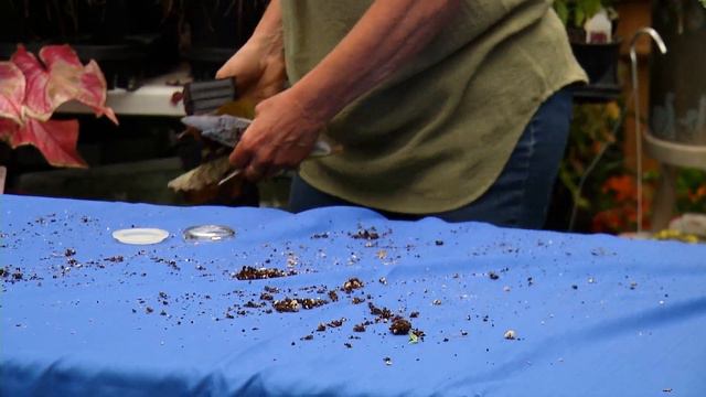 Growing Food in Containers (And making itpretty too!) смотреть онлайн