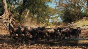 СЕРЕНГЕТИ _ Serengeti 4 серия