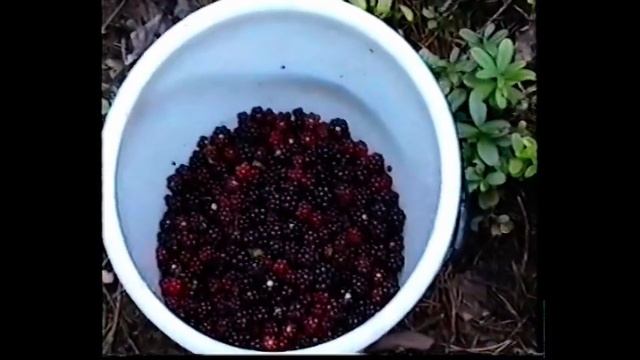 Опята попались, брусника и лисички. Грибы.* смотреть онлайн
