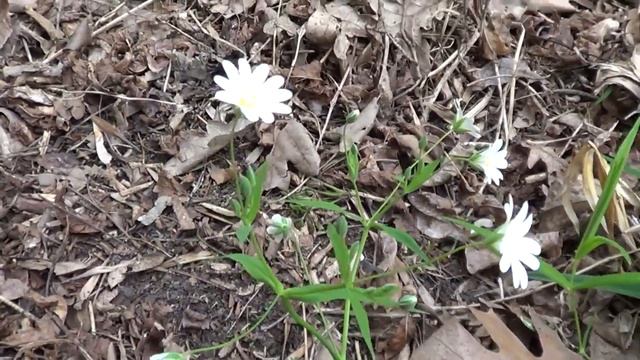 Лесополоса   =  ЯСКОЛКА полевая