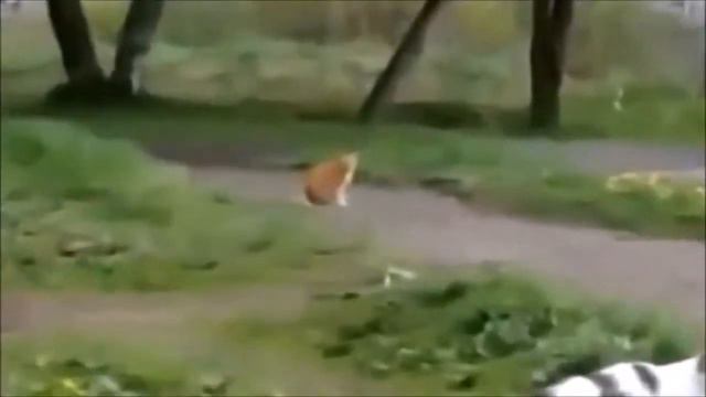 Кто во дворе хозяин? А ты кто такой? смотреть онлайн