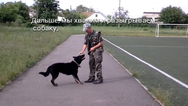 Немецкая овчарка Афина (навык поиска). смотреть онлайн