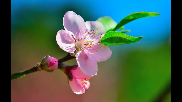 Cherry Blossom  Цвет Вишни  Flor de Cerezo piano improv 03.07.2016