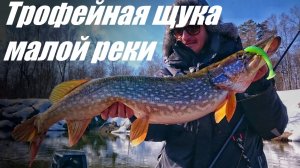 Трофейная щука Малой Реки. Щука - Покерист. Три Атаки одной Щуки