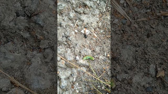 Охота на гусеницу. Дальние дачи. Кыштым Пасхаля Вивария от 05.08.2023 смотреть онлайн