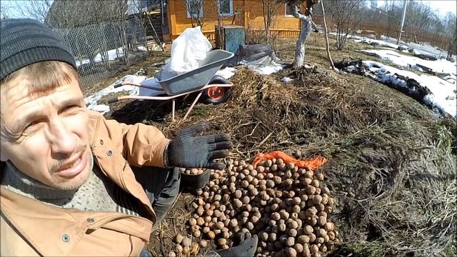 ХРАНЕНИЕ КАРТОФЕЛЯ // Все о хранении картофеля в бурте смотреть онлайн