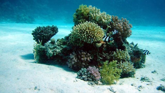 Сказка про Морского Конька и коралловый риф смотреть онлайн