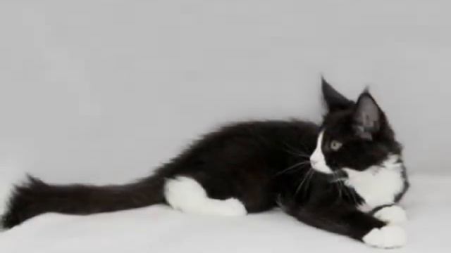 Maine coon kittens (black and white color) Котята мейн кун черно белого окраса смотреть онлайн