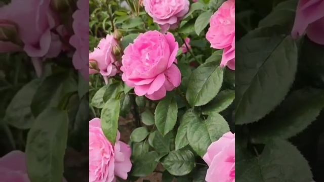 Английская роза Мэри Роуз,Rose Mary Rose,Остин,Великобритания ,1983год.#розыостина #остинки смотреть онлайн