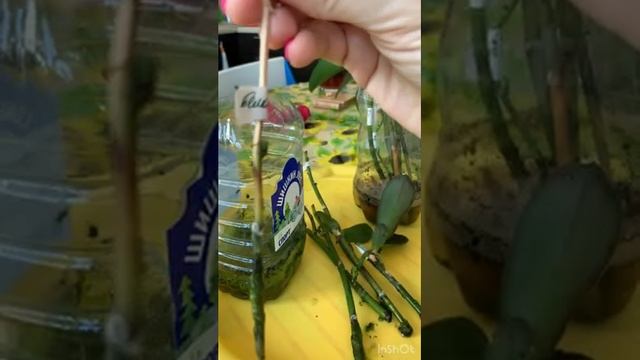 Цитокинин. Продолжение. смотреть онлайн