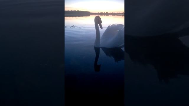 Лебедь – необыкновенно грациозная и красивая птица. смотреть онлайн
