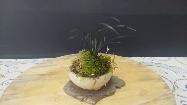 Kusamono Ophiopogon Planiscapus Nigrescens смотреть онлайн