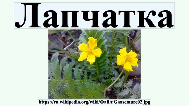 Лапчатка смотреть онлайн