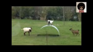 Приколы с баранами № 2