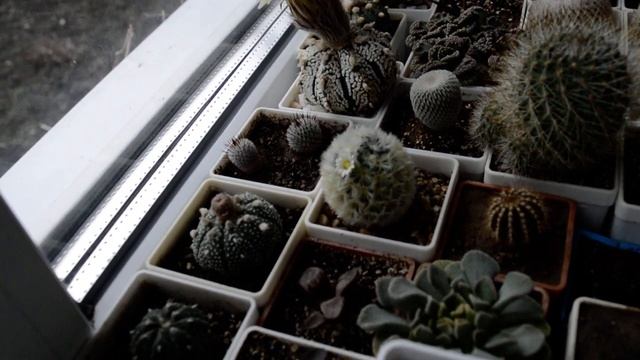 Цветущие астрофитумы смотреть онлайн