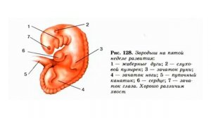 Развитие зародыша и плода