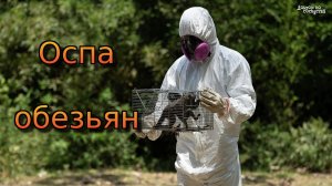 Оспа обезьян. Ждёт ли нас новая пандемия?