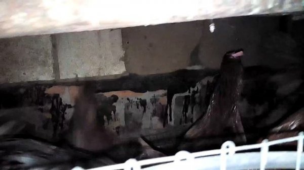 Rhode Island Reds+Dominant d 159. d 853