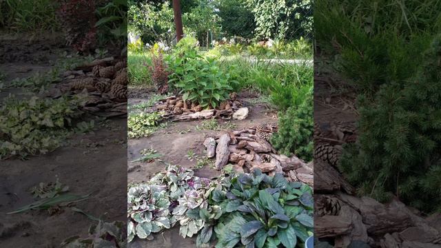 #Метельчатаягортензия #Limelite в #ландшафте нашего сада #гортензия смотреть онлайн