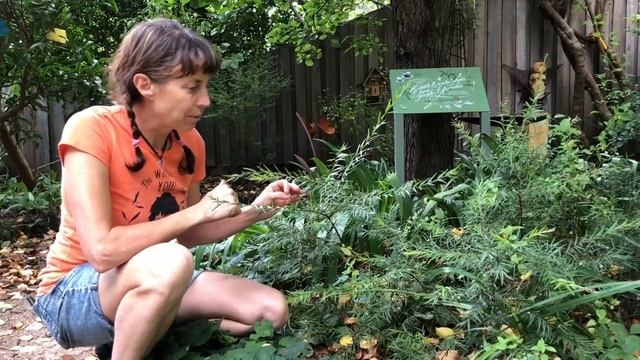 Growing Midyim Berries in Melbourne: Edible Australian Plants смотреть онлайн