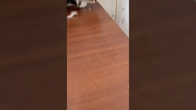 Был качок, стал дрищ | #shorts #стрижкакошек #грумер #кот #котики #кошка #кошки