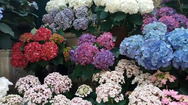 Цветочный рынок Остров Сите Париж смотреть онлайн