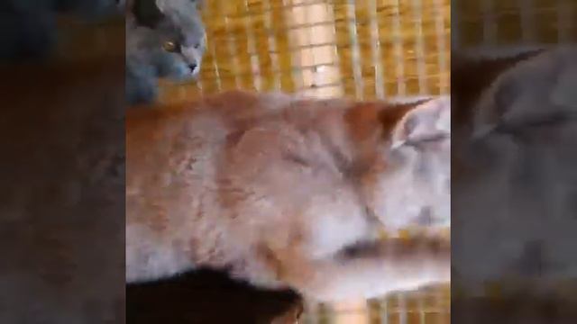 Британские котята гоняются за игрушкой в клетке смотреть онлайн