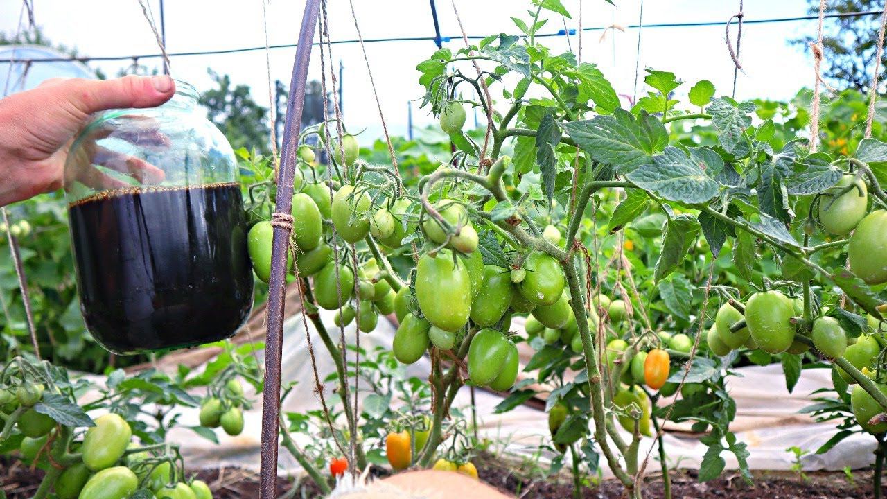 Как ухаживать за томатами в жару? Полив подкормка + секреты для большого урожая помидор. смотреть онлайн