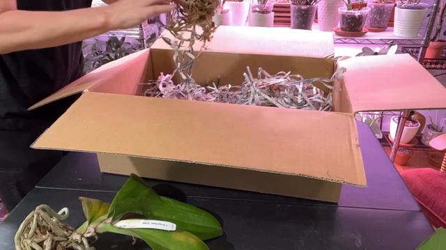 UNBOXING ICPU ORCHIDS September 2023 Unboxing of ICPU Phals from OSS смотреть онлайн