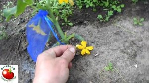 Как гарантировано опылить огурцы для получения семян.mp4